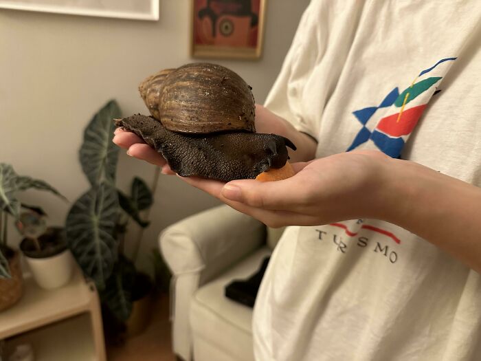 Does My Pet Snail Count As A Unit?