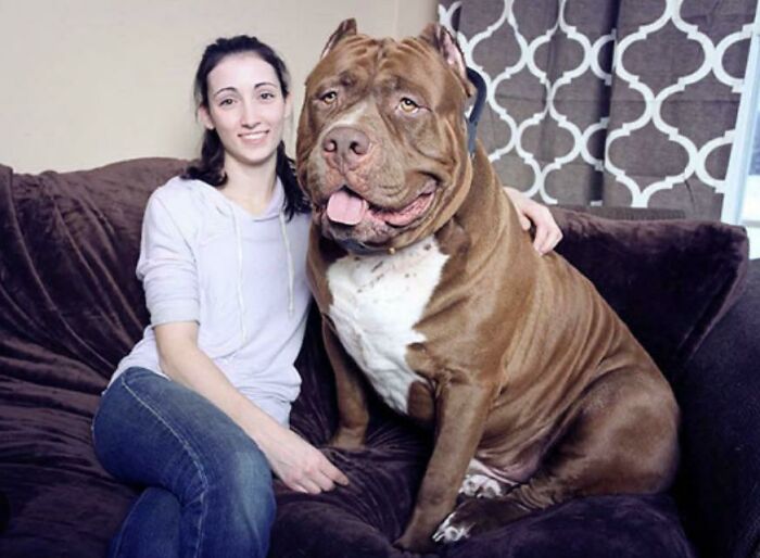 Este es Hulk, el pitbull más grande del mundo
