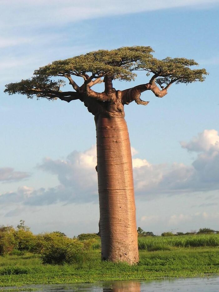 Este árbol tan grueso