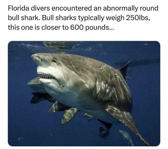 Absolute Shark