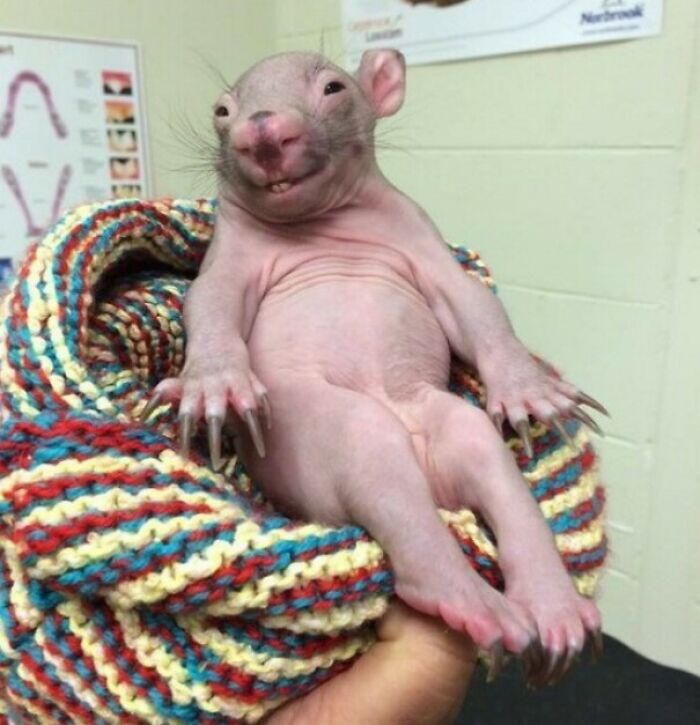 I See All Of Your Cute Baby Animals. Now Check Out This Baby Wombat