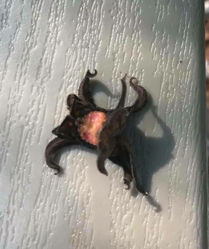 Weird Squirming Living Lovecraftian Nightmare On Our Lawn Chair This Morning. What Is This Thing?