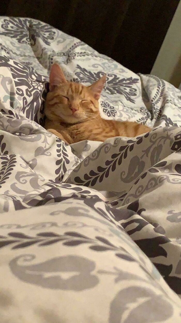My Golden Cat Is A Sleepy Angel, I Adopted Him One Rainy Night. What Name Would You Give It?