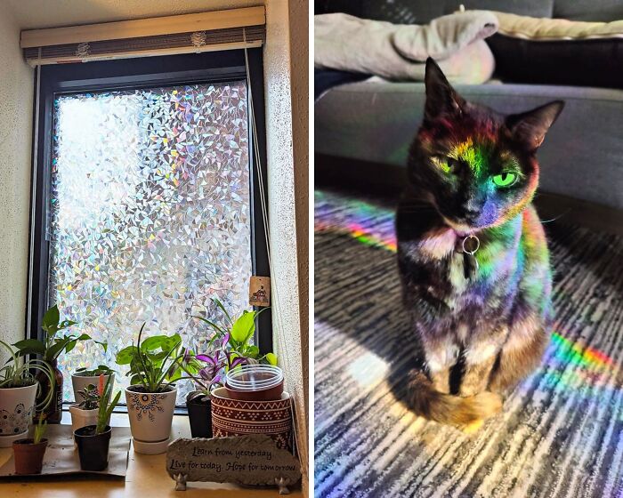 Transform Basic Windows Into An IG-Worthy Art Display With Volcanics Privacy Film Decals For A Pop Of Rainbows This Spring