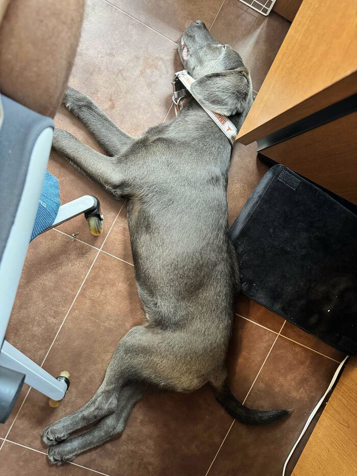 Need Help With A Name. He’s A 4 Month Old Lab/Weimaraner Mix I Think (Adoption Agency Had Him Labeled As “Hound”)