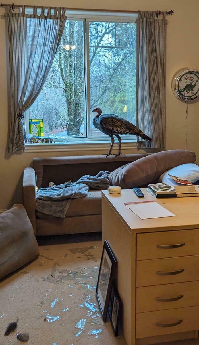 Un pavo salvaje acaba de atravesar la ventana de la oficina de mi padre