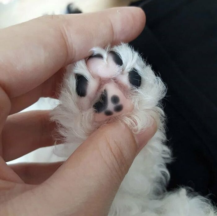 This Paw Has A Small Paw Mark