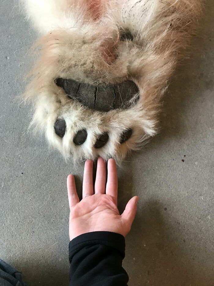 Polar Bear Paw vs. My Hand