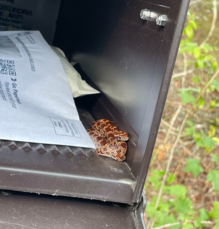 Snake In My Mailbox. All I Wanted Was To Get My Mail