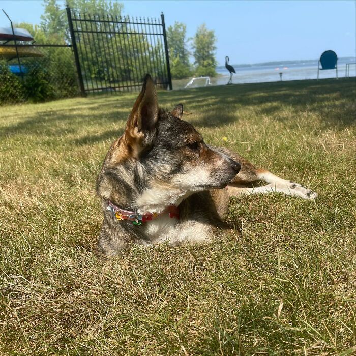 Dog With Two Legs That Survived A Gunshot To The Head Now Zooms Around Like A Puppy In Her New Home