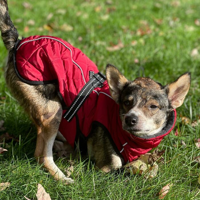 Dog With Two Legs That Survived A Gunshot To The Head Now Zooms Around Like A Puppy In Her New Home