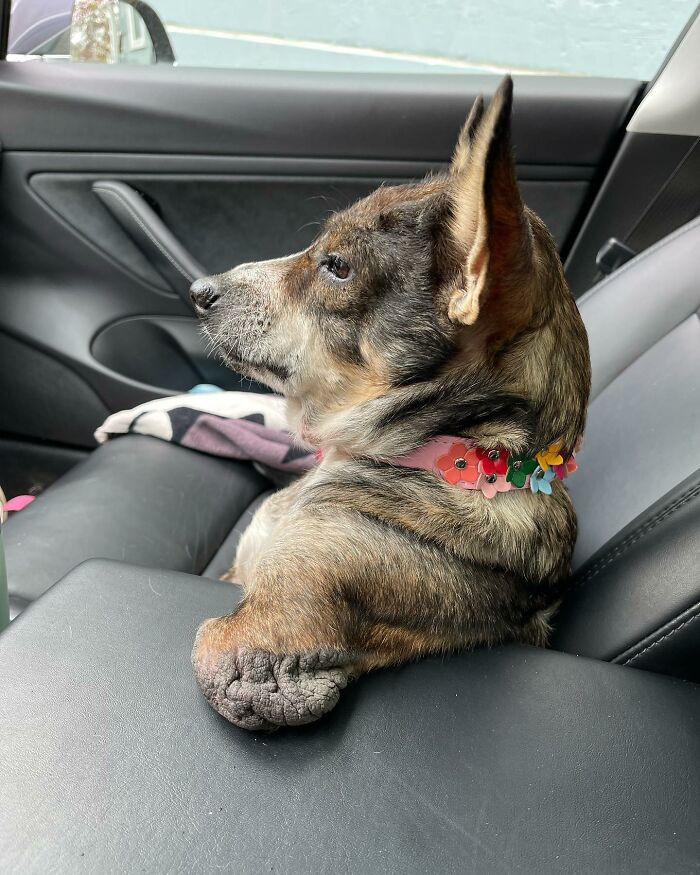 Dog With Two Legs That Survived A Gunshot To The Head Now Zooms Around Like A Puppy In Her New Home