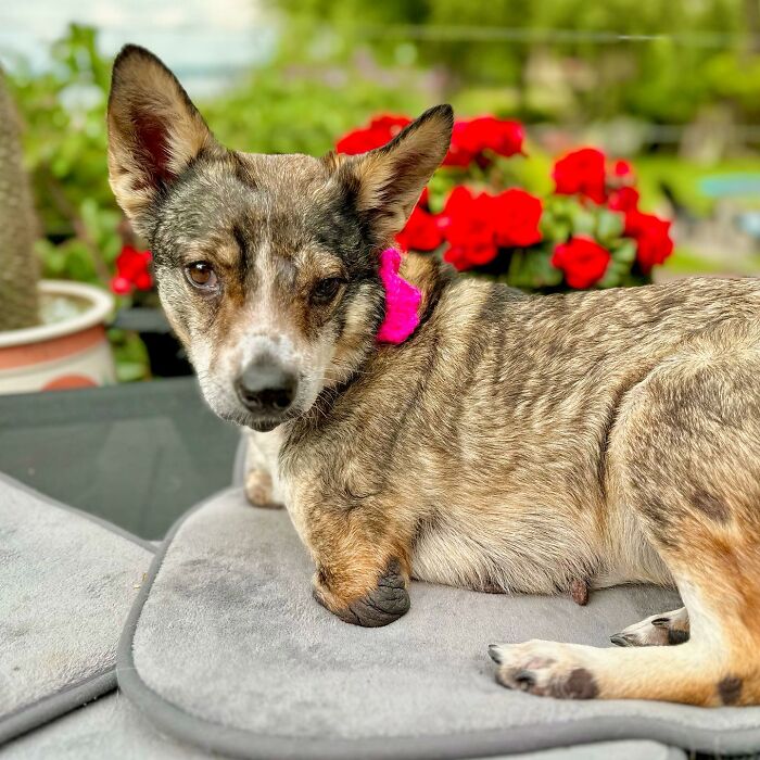 Dog With Two Legs That Survived A Gunshot To The Head Now Zooms Around Like A Puppy In Her New Home