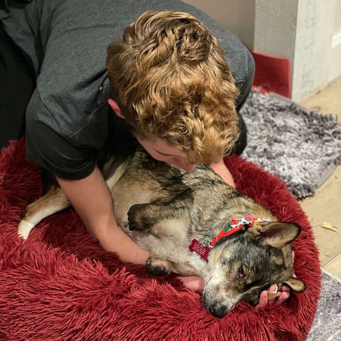 Dog With Two Legs That Survived A Gunshot To The Head Now Zooms Around Like A Puppy In Her New Home