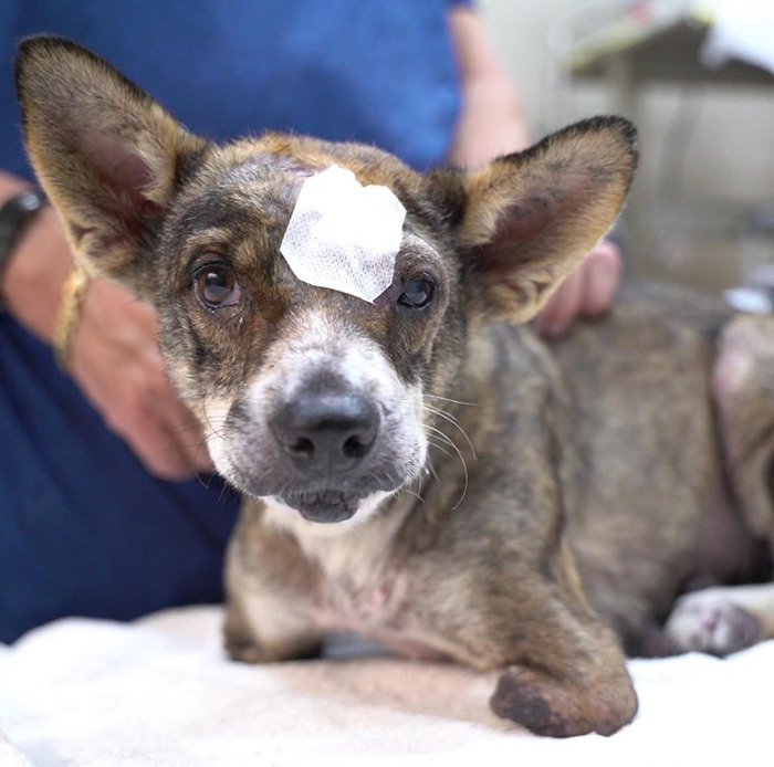 Dog With Two Legs That Survived A Gunshot To The Head Now Zooms Around Like A Puppy In Her New Home