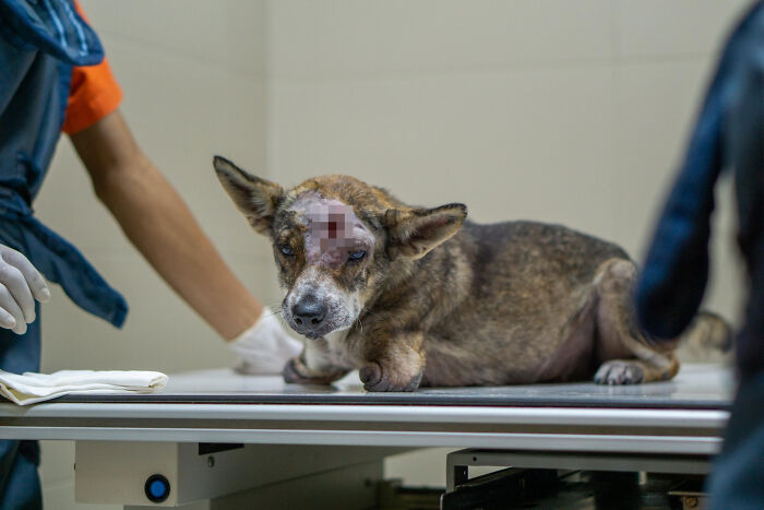 Dog With Two Legs That Survived A Gunshot To The Head Now Zooms Around Like A Puppy In Her New Home