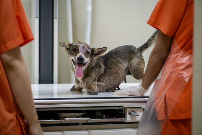 Dog With Two Legs That Survived A Gunshot To The Head Now Zooms Around Like A Puppy In Her New Home