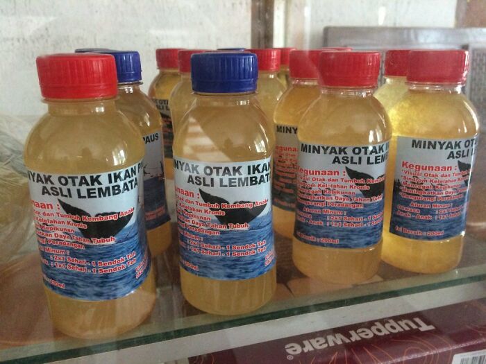 In Indonesia They Sell Whale Oil As A Drink For Children To Encourage Brain Function/Development