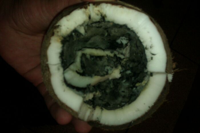 Drank All The Milk From A Coconut...opened It Up And It Was Full Of Fungus