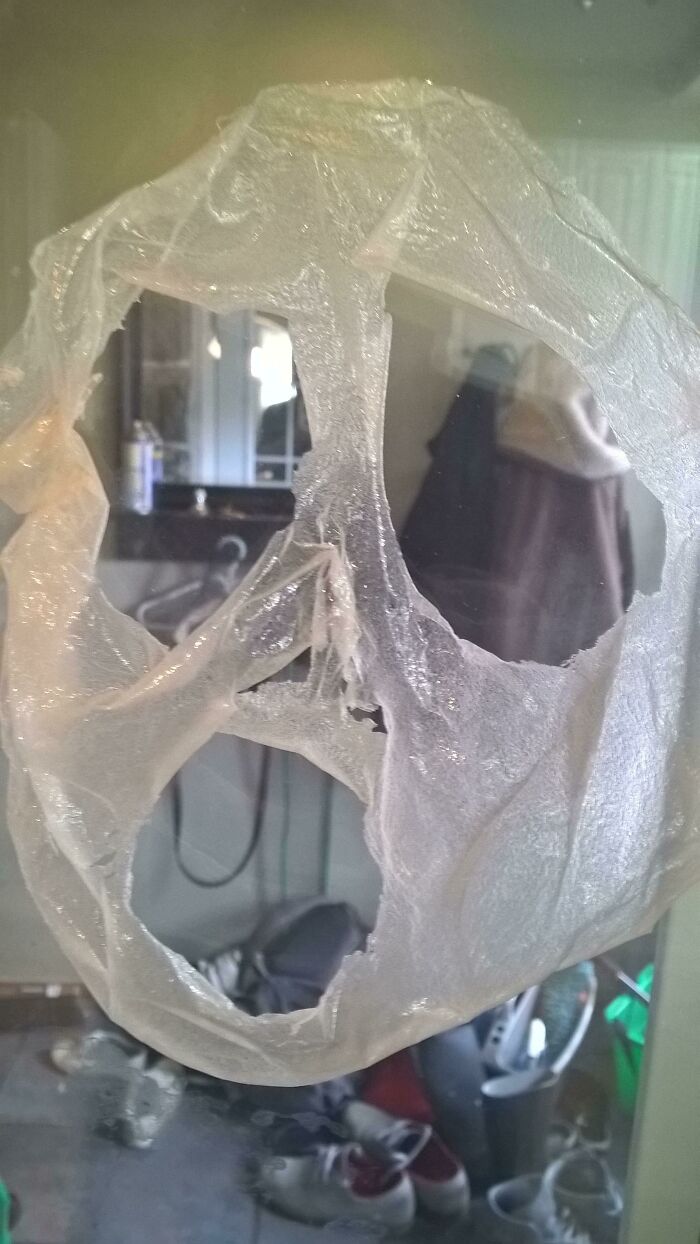 Daughter Left Her Face Peel On The Dining Room Table