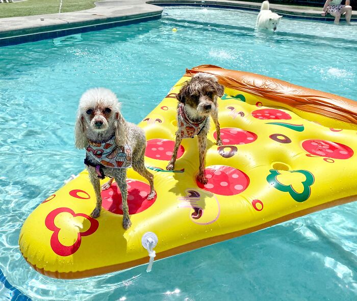 Slice Of Summer: Joyin's Giant Pizza Pool Float For Supreme Pool Fun!