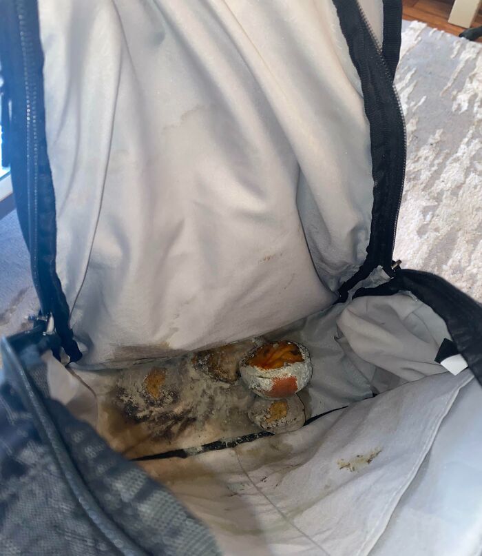 Left Two Oranges In My Work Backpack (Hasn’t Been Opened In 2 Months)