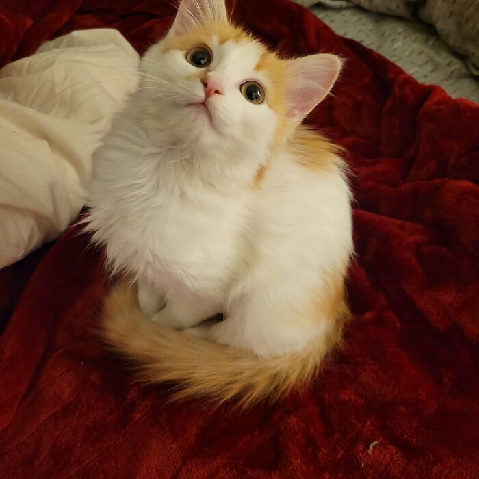 Just Adopted A Creamsicle Baby! What Should We Name Her?