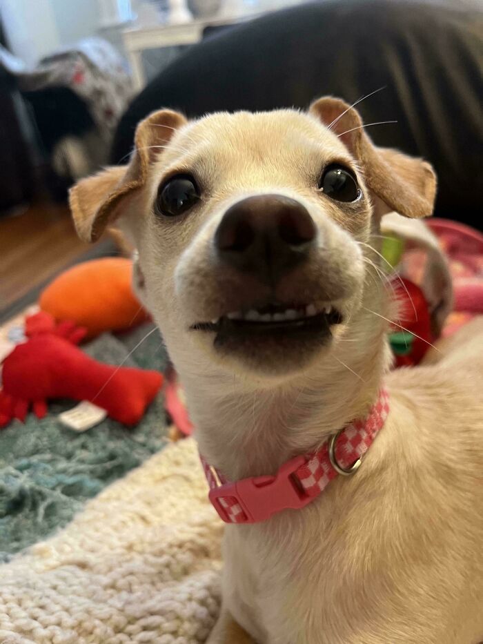 My New Pup I Just Adopted Today And Her Derpy Smile