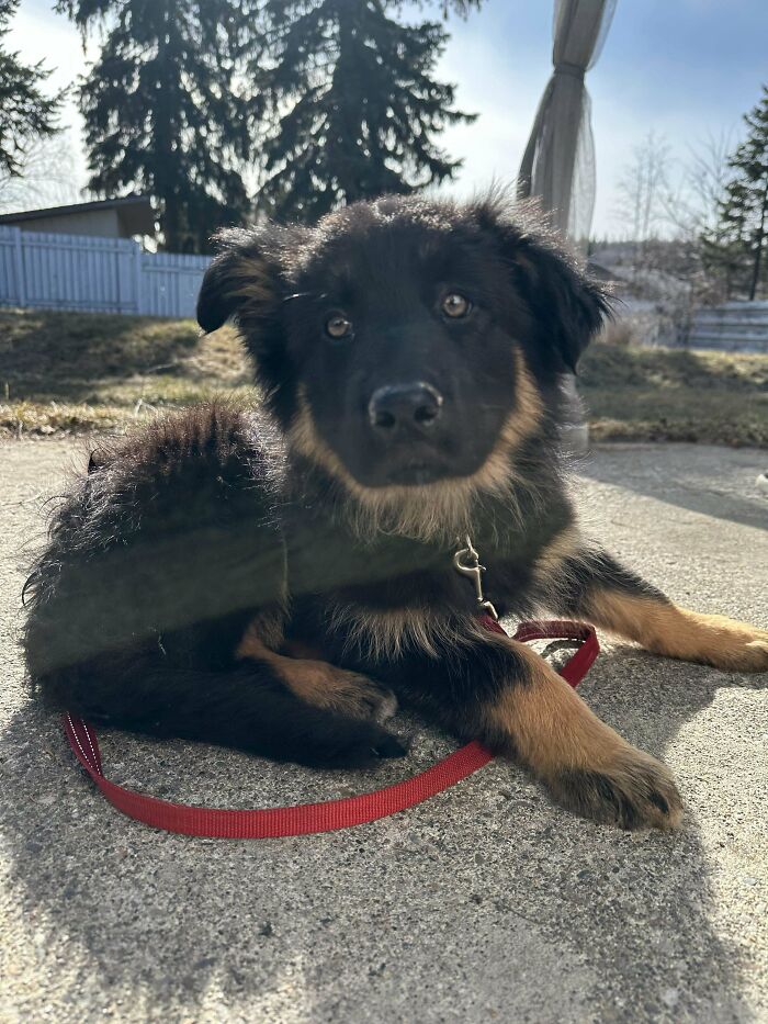 Just Adopted This Girl From A Shelter! German Shepard Mix