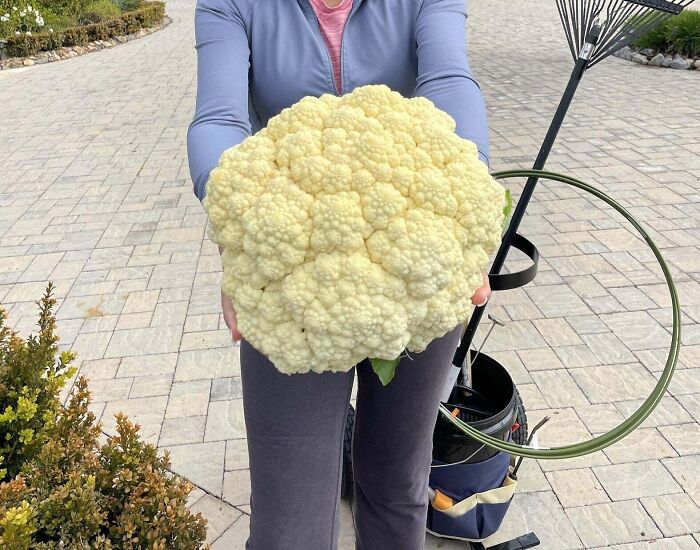 Probably Not As Exciting As Other Posts Here, But Absolute Unit Of Cauliflower My Parents Grew In Their Garden