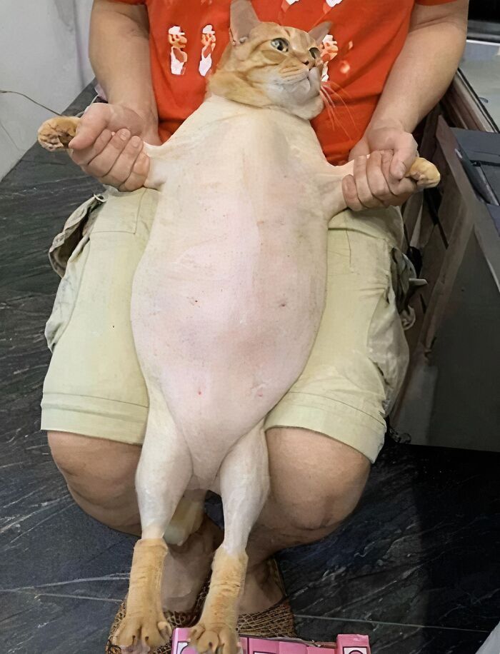 This Freshly Shaven, Fat Cat