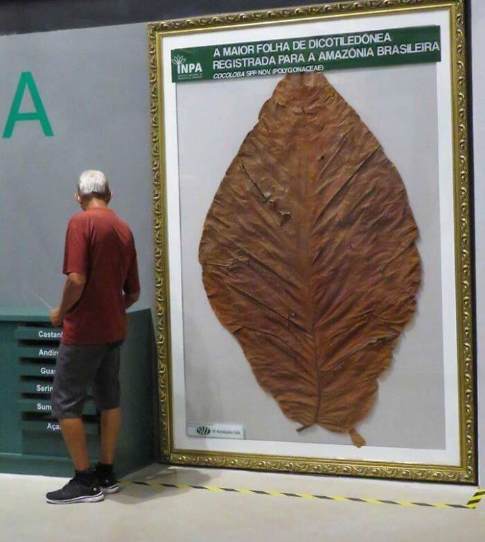 The Largest Leaf That's Ever Been Found