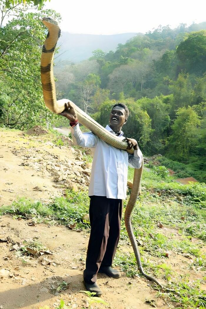 Human Compared To A King Cobra
