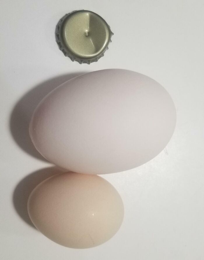 Una de mis pobres gallinas puso este huevo enorme