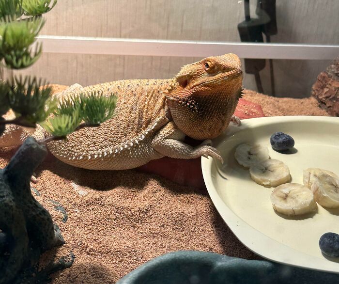Was Told To Post My Lizard Here. He’s On A Diet