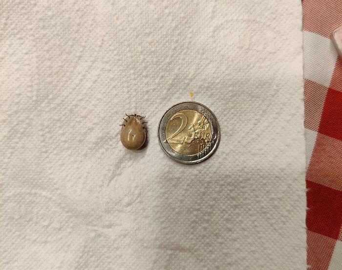 This Absolute Unit Of A Tic I Pulled Out Of My Cat (2€ Coin For Scale)