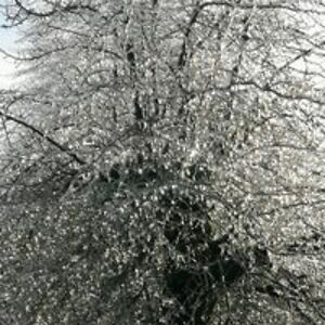 elaine_foster avatar