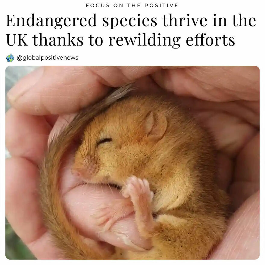 One In Six Species In The UK Is On The Brink Of Extinction