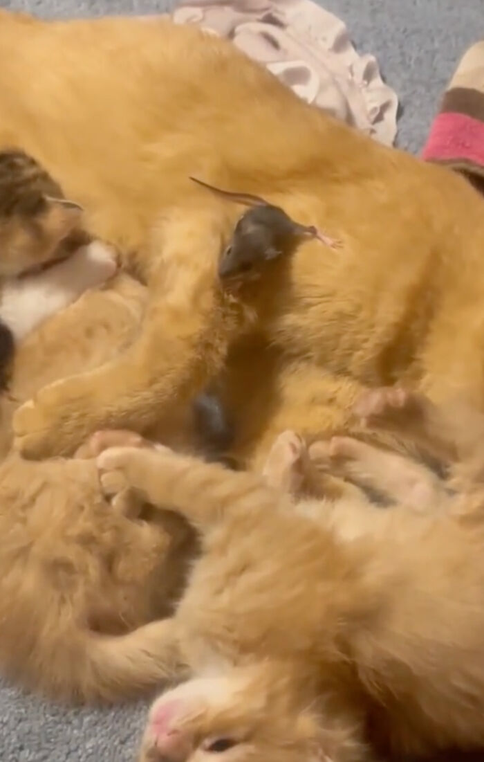 Touching Moment Mama Cat Adopts A Mouse As A Part Of Her Newest Litter