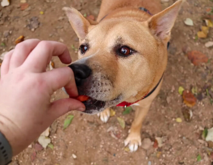 Adorable Video Showing Senior Dog Turning Into A Puppy Thanks To His New Owner