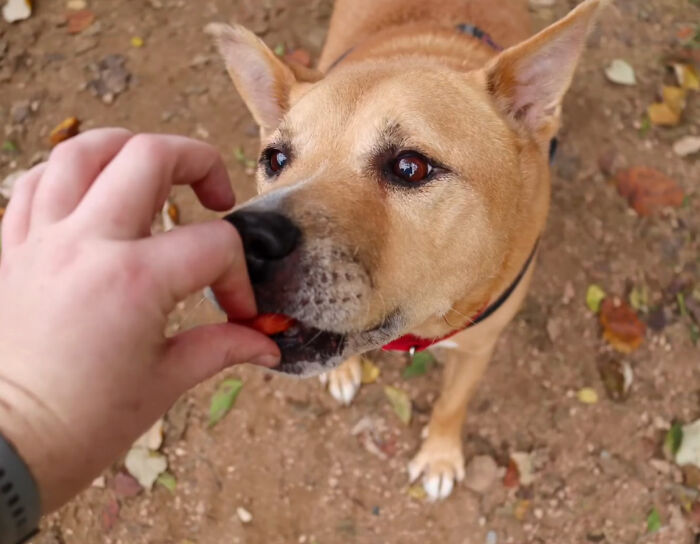 Adorable Video Showing Senior Dog Turning Into A Puppy Thanks To His New Owner Adorable Video Showing Senior Dog Turning Into A Puppy Thanks To His New Owner