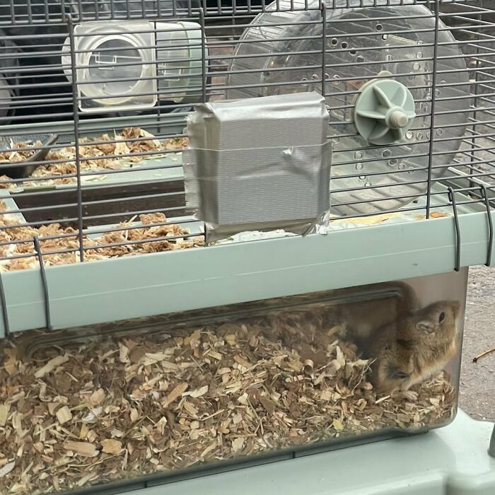 Sadly Urgent!!! Gerbils On Nevins Between Baltic And Warren. Stooper Thinks They’re Abandoned. Someone Go Rescue Them