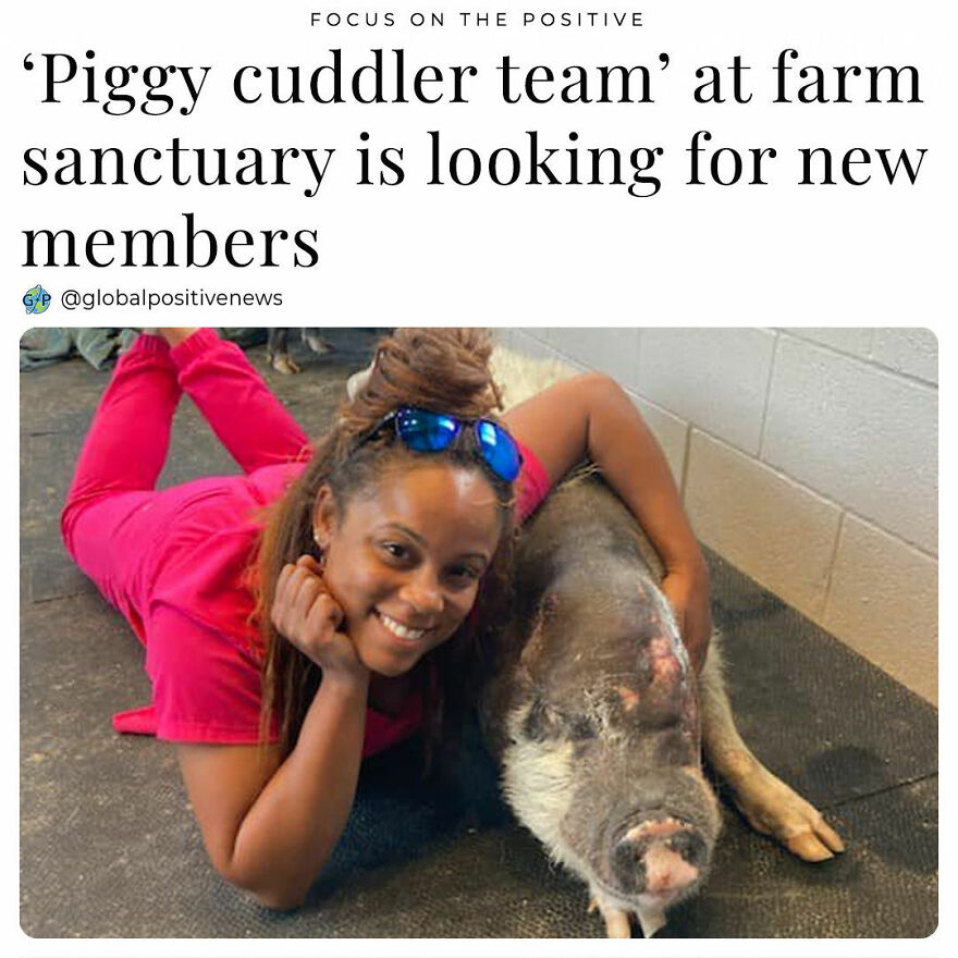 The Cotton Branch Animal Sanctuary In Leesville, Sc, Is Looking For More Volunteers To Join Their “Piggy Cuddler Team”