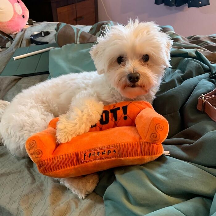 Pivot Playtime: Friends Orange Sofa Dog Toy For Your Furry Central Perk Fan!