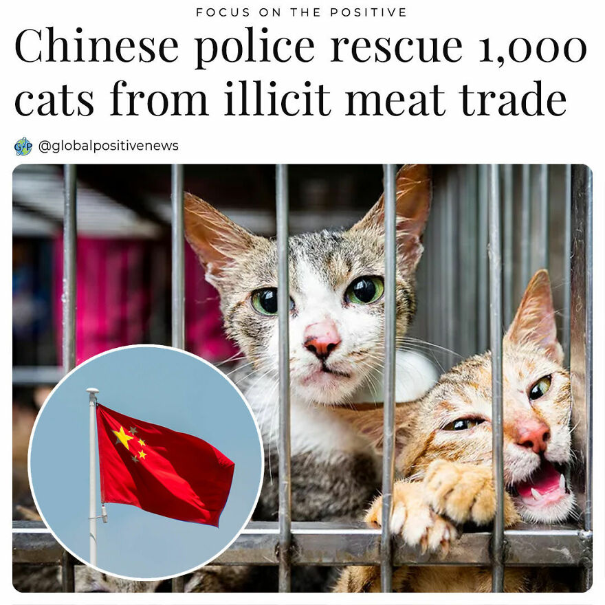 After Noticing A Large Number Of Cats In Boxes In A Cemetery, Animal Welfare Activists In China Called The Police For Help