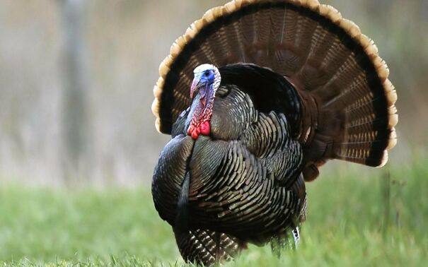 766977-turkey-bird-wildlife-thanksgiving-nature.jpg