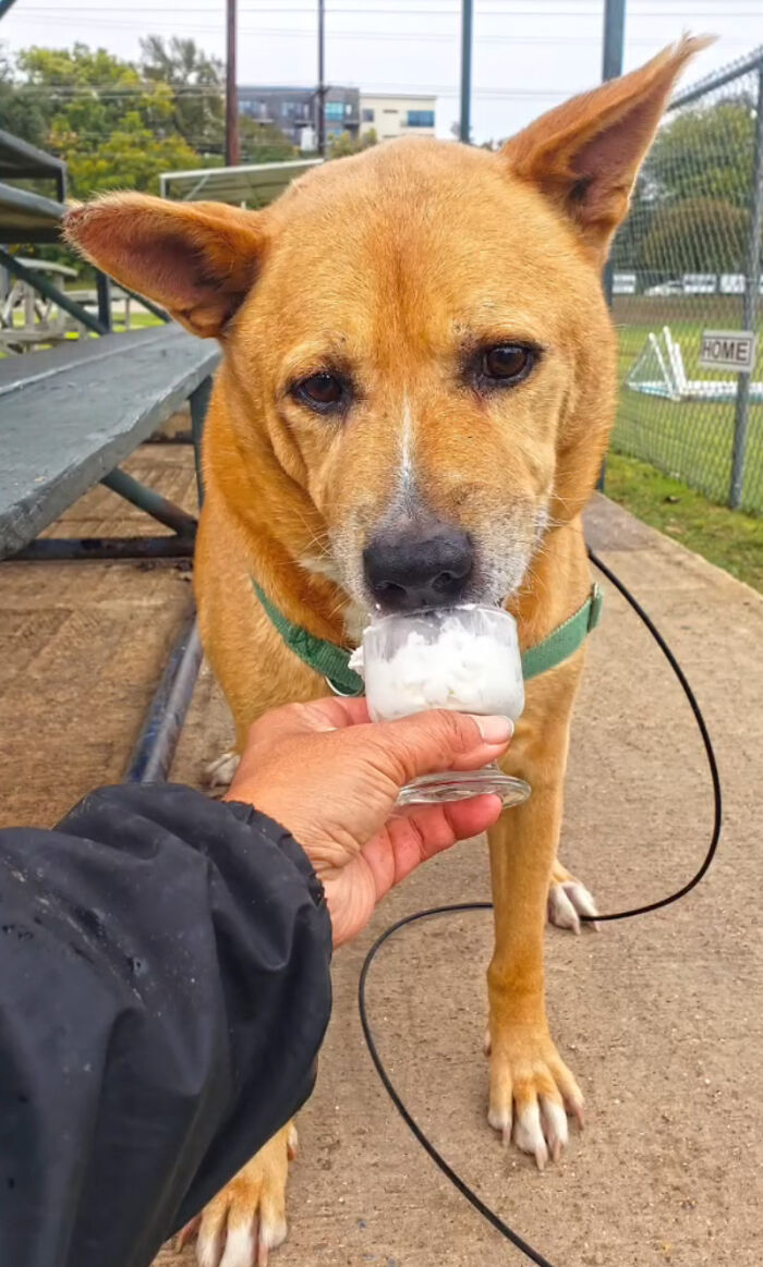 Adorable Video Showing Senior Dog Turning Into A Puppy Thanks To His New Owner