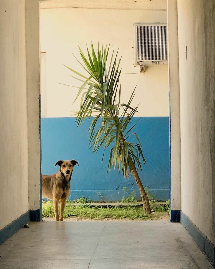 Hired With No Experience: Street Dog Persistently Visited Police Station Until He Got Adopted