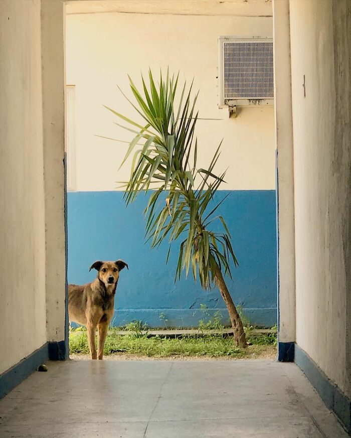 Hired With No Experience: Street Dog Persistently Visited Police Station Until He Got Adopted Hired With No Experience: Street Dog Persistently Visited Police Station Until He Got Adopted