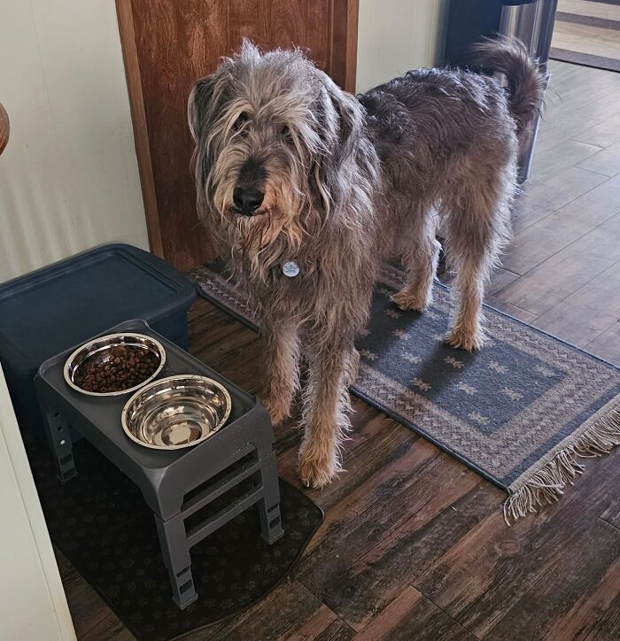 Dine High: Elevate Your Pup's Mealtime With 4-Height Adjustable Dog Bowls!